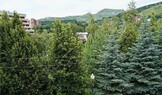 Фотография Однокомнатный «Комфорт» (без балкона) в Пансионат «Мечта»(Кисловодск) Фотография Однокомнатный «Комфорт» (без балкона) в Пансионат «Мечта»(Кисловодск)