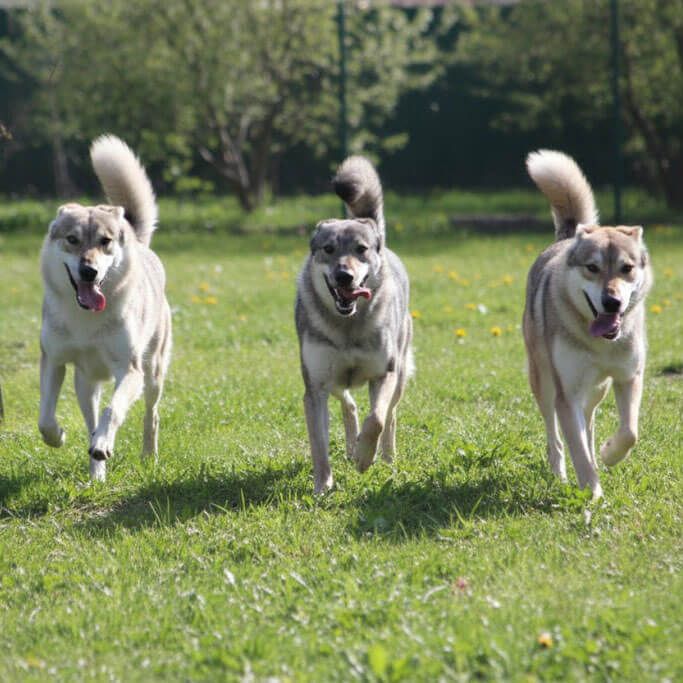 Парк-музей «Долина волков»
